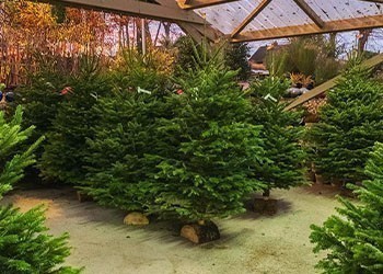 sapins_dijon_noel